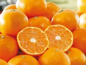 특가 감귤 가격 비교