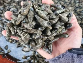 요즘 핫한 고동 품질 가격 최고 제품