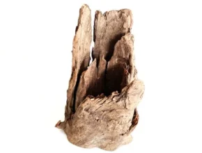 특가 그루터기유목 핫 아이템