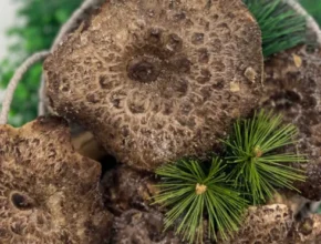 특가 능이버섯 핫 아이템