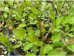 요즘 뜨는 돌미나리모종 최고 인기 제품