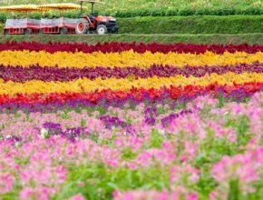 특가 북해도 4일 패키지   최고 인기 제품