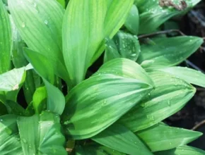 내돈내산 산마늘 베스트 추천 제품