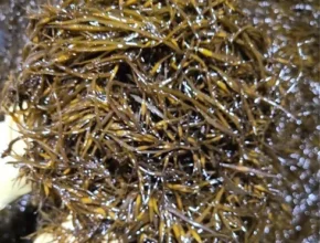 요즘 뜨는 제주건조톳 230gX3팩 핫 아이템