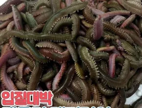 핫딜 청개비 가격 비교