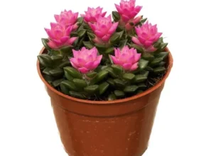 요즘 뜨는 취설송 TOP 제품