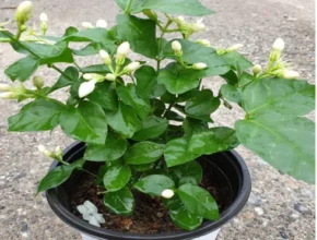 요즘 핫한 치자나무 핫 아이템