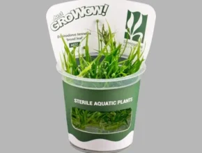 특가 크립토코리네 핫 아이템