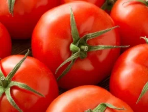 내돈내산 스마트팜 토마토 5kg TOP 제품